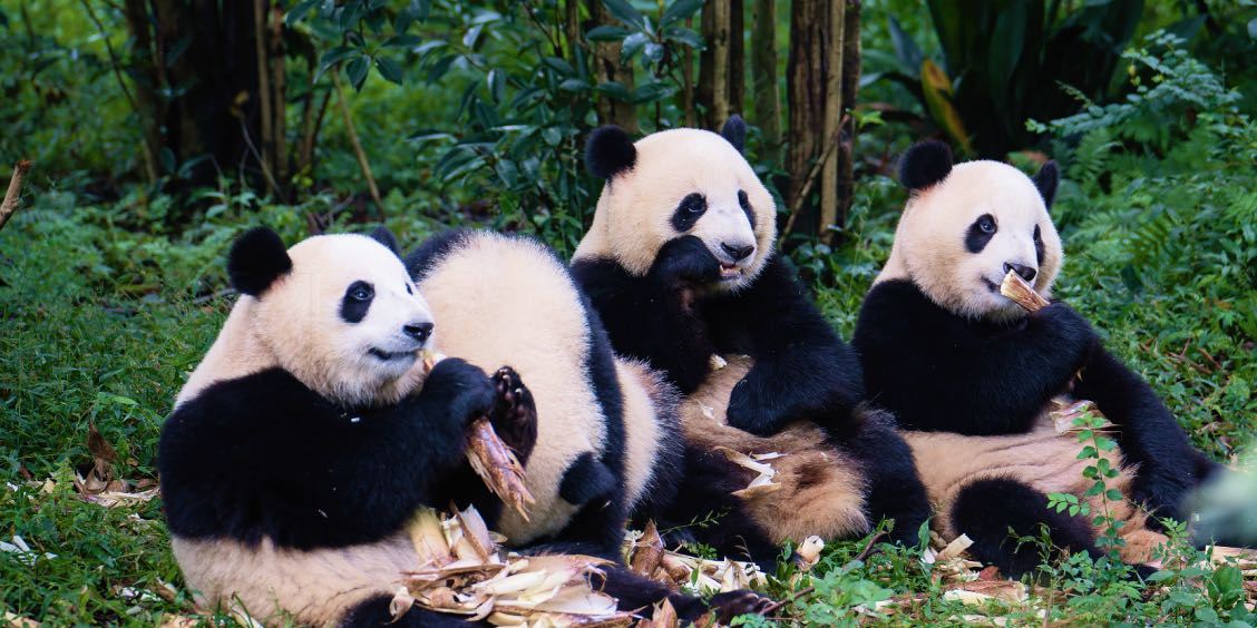 Beijing - Chengdu