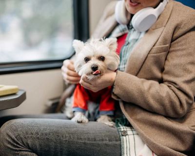 Cani e gatti in treno: guida a Frecciarossa e Italo