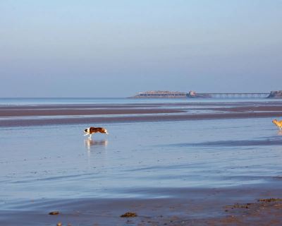 Travelling with pets on UK trains: Rules & costs