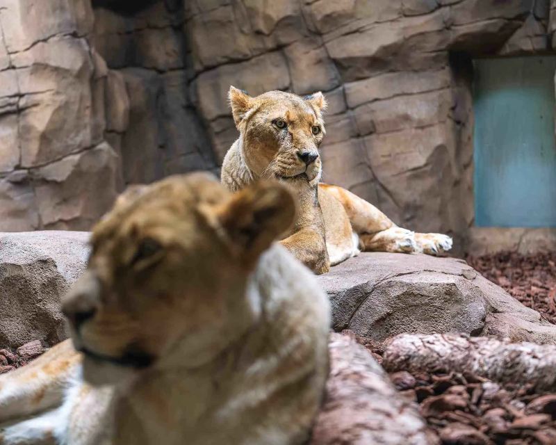 Getting the train to ZSL Whipsnade Zoo: Closest station & routes