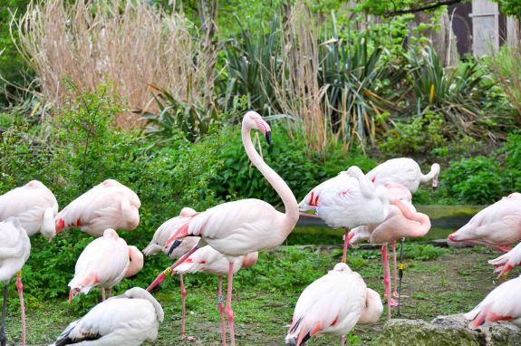 Pink Flamingos at London Zoo