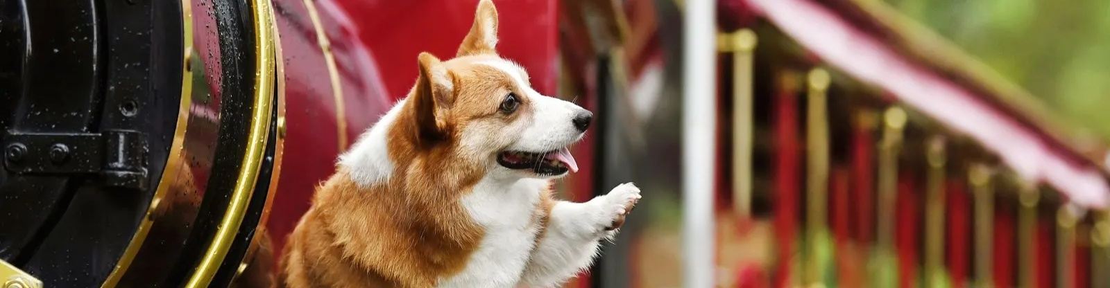 Are dogs allowed on trains? UK rules and guidance