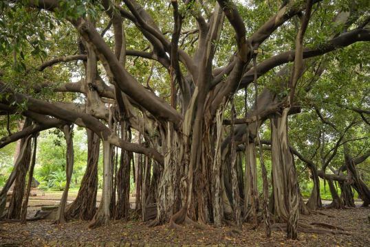 Orto Botanico di Palermo
