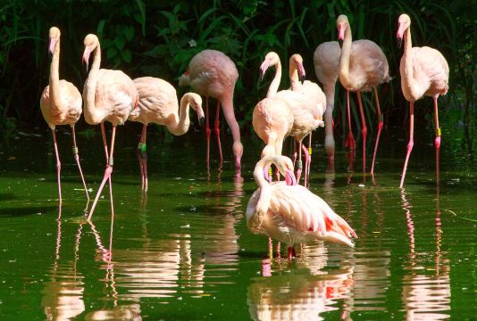 Flamingos with clear reflections on the water at London Zoo