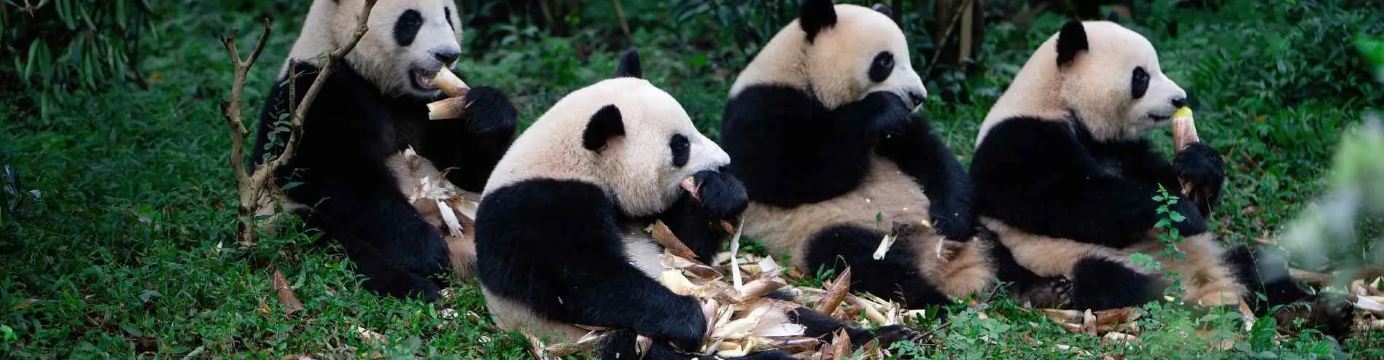 Bienvenue à Chengdu