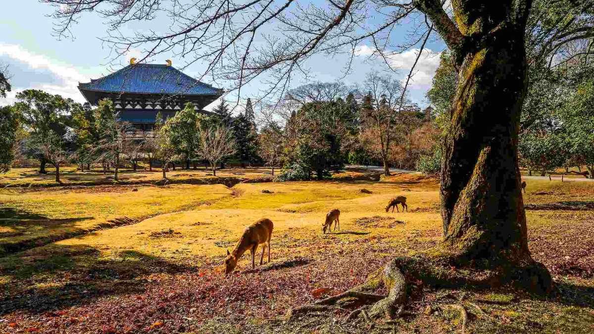 Nara