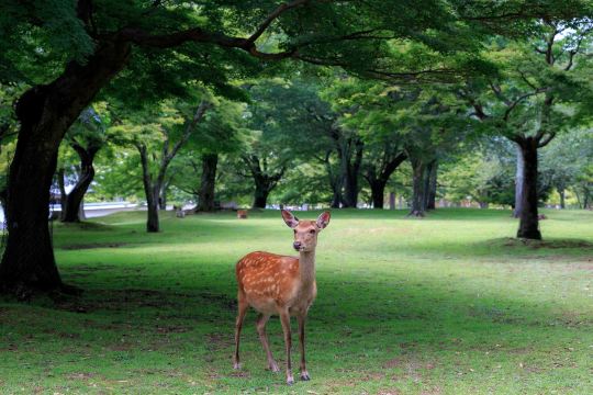 Sika deer in Nara Park