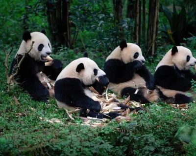Things to do in Chengdu: pandas, food and rail
