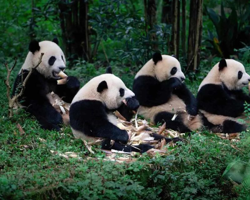 Things to do in Chengdu: pandas, food and rail