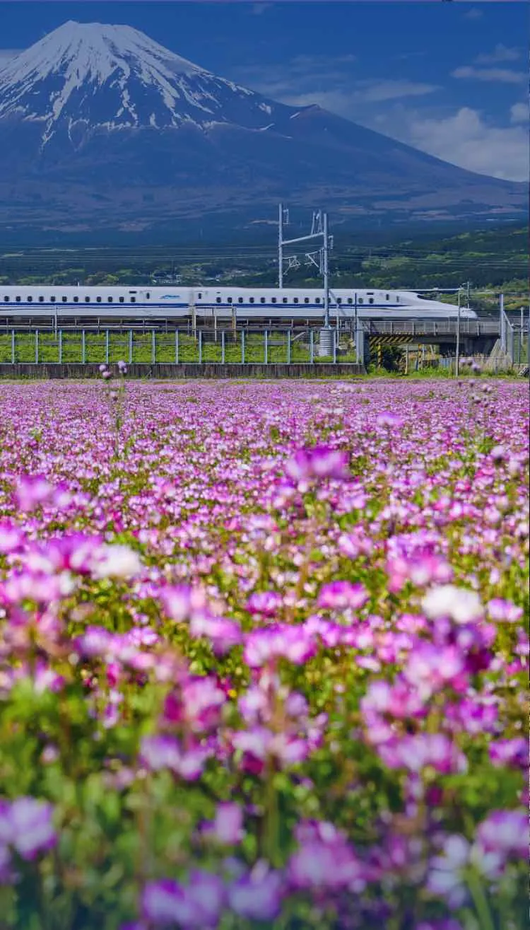Book your Shinkansen Tickets & JR Pass on Trip.com