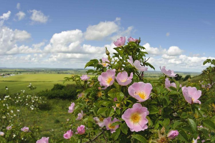 Ivinghoe Beacon