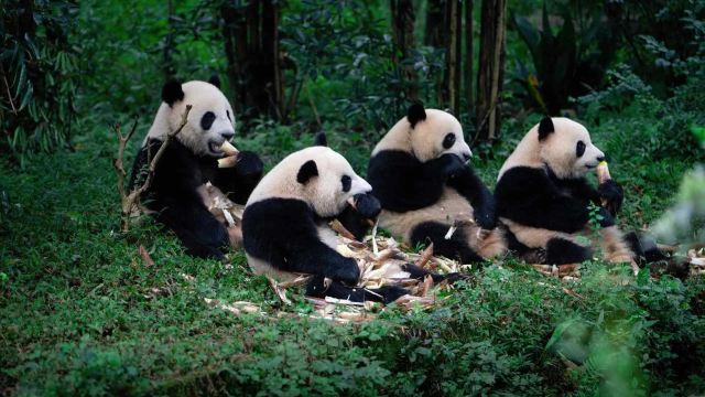 Chengdu Pandas
