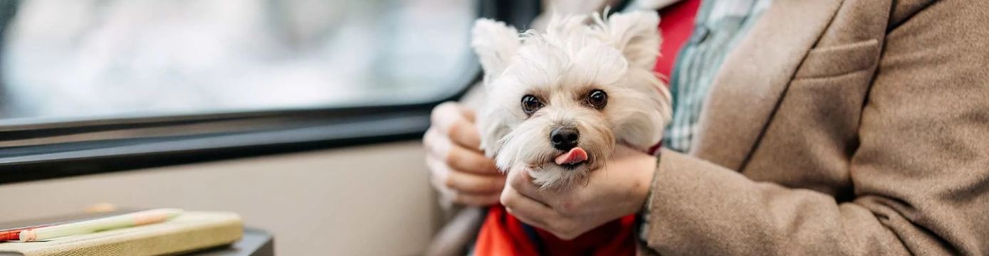Cani e gatti in treno: guida a Frecciarossa e Italo