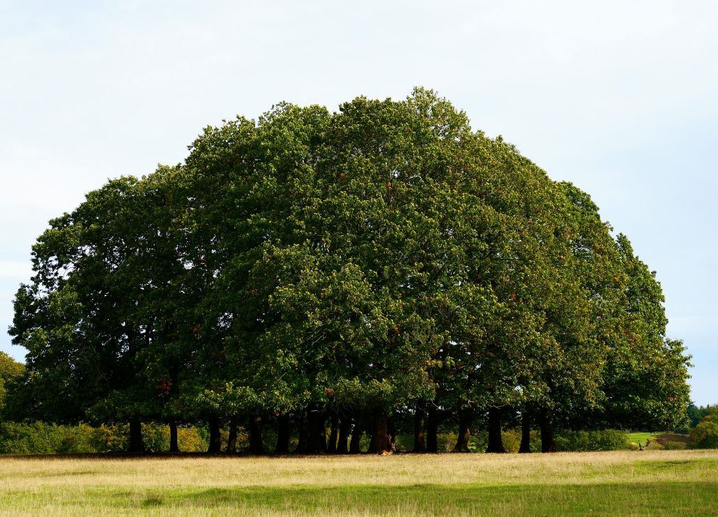 Sevenoaks