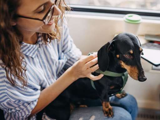 Pets onboard: Can I take pets on AVE and Avlo?