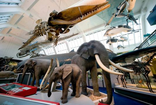 The Natural History Museum: elephants and blue whale skeleton.