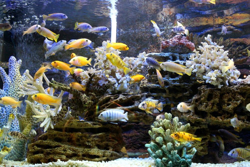 Alton Towers Aquarium