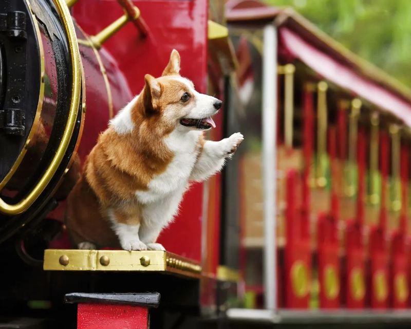 Are dogs allowed on trains? UK rules and guidance