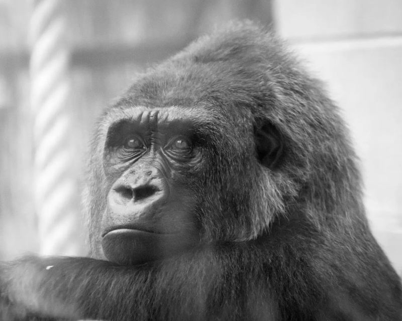 Getting the train to London Zoo: Closest station & routes