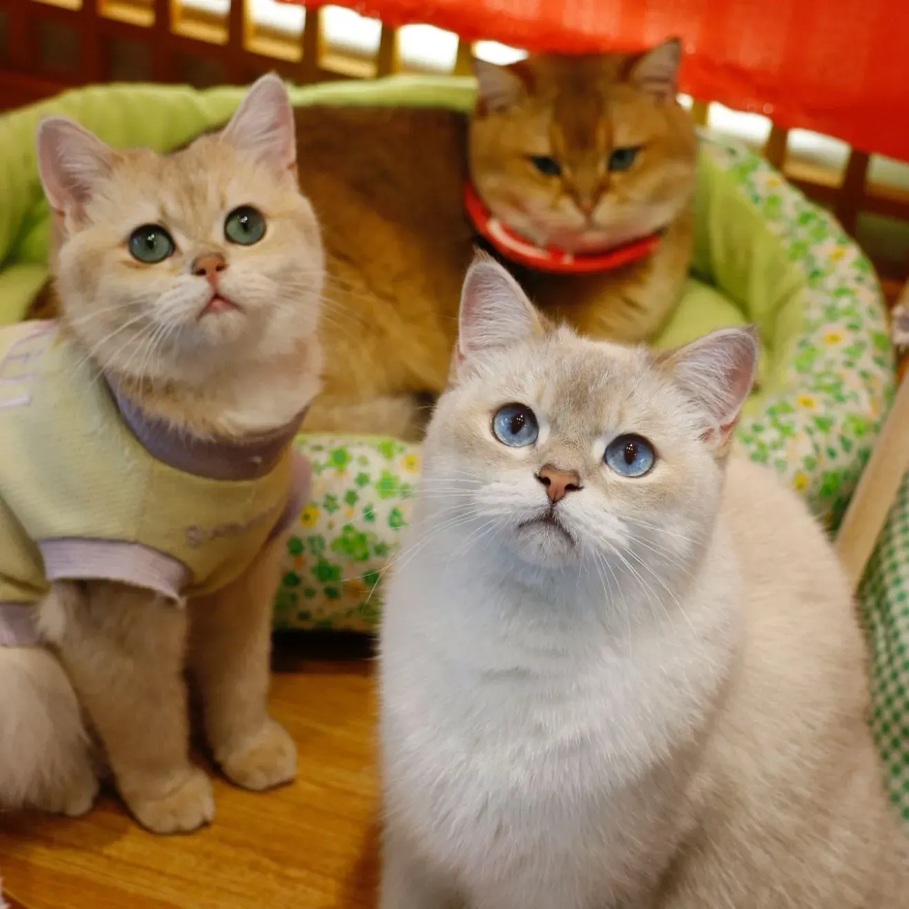 猫小主咖啡·猫咖cat cafe(福田店)のおすすめメニュー・口コミ・営業