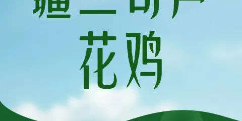 疆二哥蘆花雞