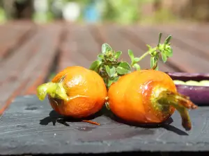 De Levensboom