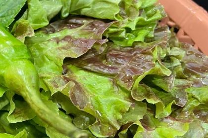 Pungcheon Jangeo(eel)