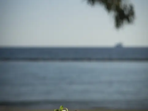 NOA Restaurant and Bar