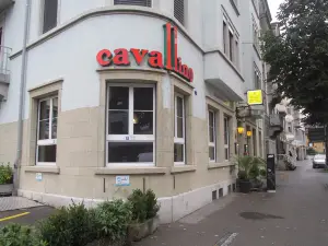 cavallino