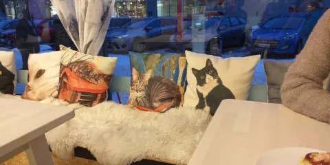 Freija Kissakahvila - Cat Cafe