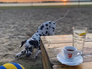 Plaža bar Palić