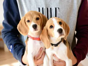 BEAGLE CAFE RAPPY
