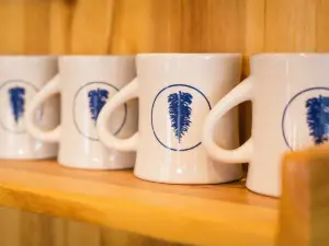 Blue Spruce