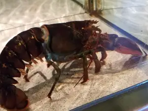 Red Lobster