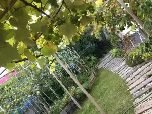 まりーさんの木