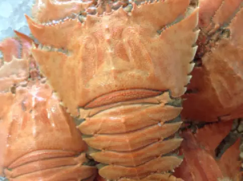 Ballina Fishermen's Co-Op