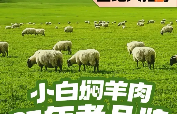 小白燜羊肉