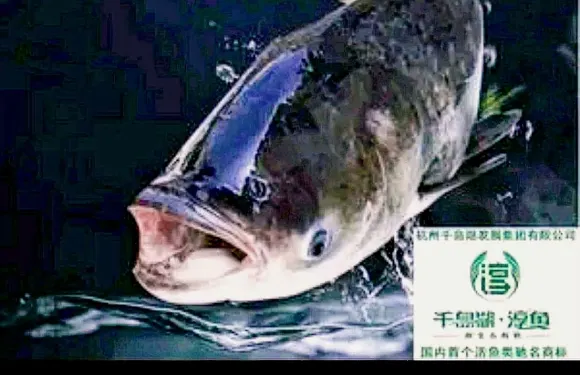 漁夫·淳魚宴·新安江三代民間菜
