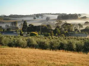 Wattle Hill Olives