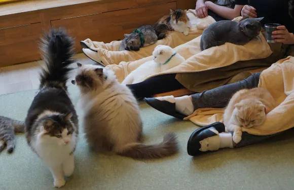 Neko Cafe Cat Tail