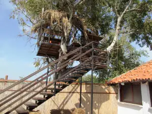 Barbana
