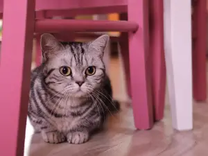 Cat Cafe Club
