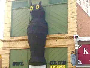 The Night Owl