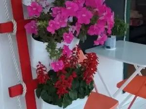 Ola Meli Gala
