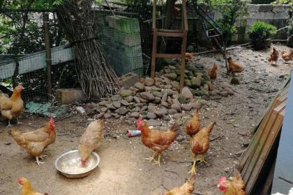 荣聚山庄农家菜