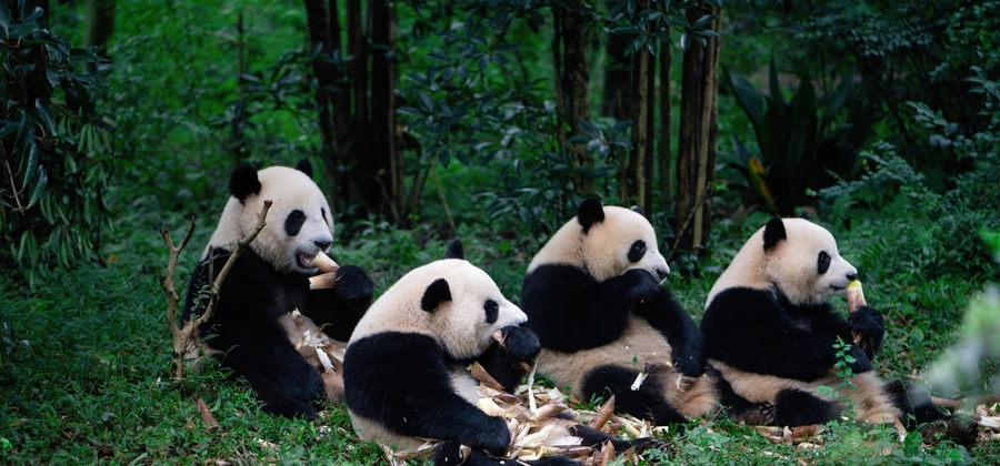 Hotel berhampiran Chengdu Polytechnic (East Area)