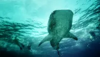 Noovilu Suites Guesthouse Maldives Hotel a Mahibadhoo