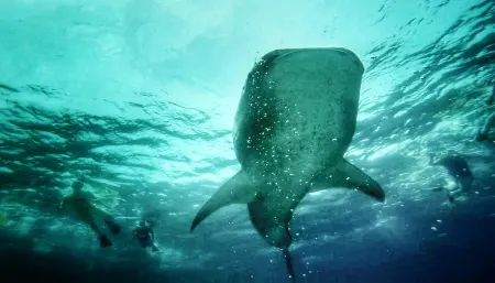 Noovilu Suites Guesthouse Maldives Отели в г. Mahibadhoo