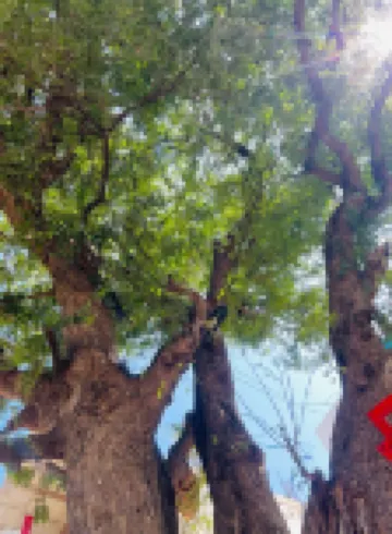 Raja Residency Near isha foundation and Adiyogi