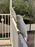 Hillside Haven Hotels in Hornsby